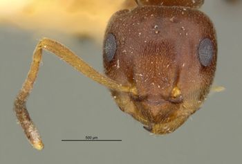 Media type: image;   Entomology 34764 Aspect: head